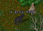 Grey Wolf