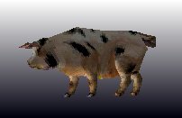 Pig